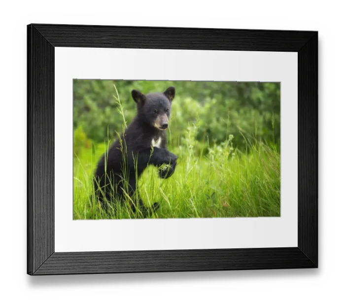 Framed Print : Black Bear Cub Framed Print : Black Bear Cub