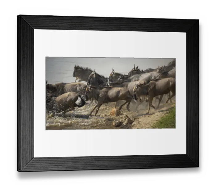Framed Print : Africa rush gour Framed Print : Africa rush gour