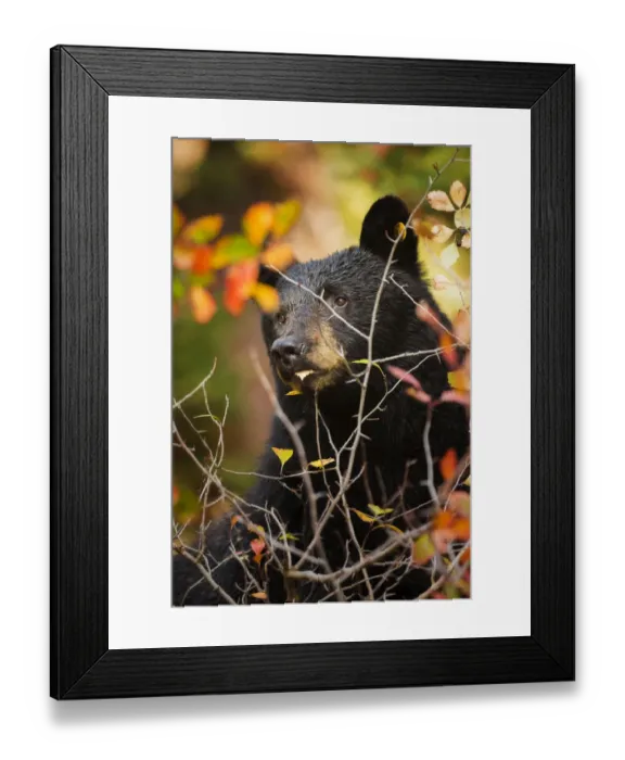 Framed Print : Through the Thorns Framed Print : Through the Thorns