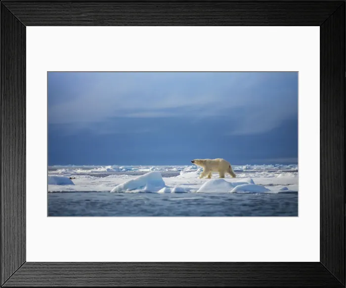 Framed Print : Polar steps Framed Print : Polar steps
