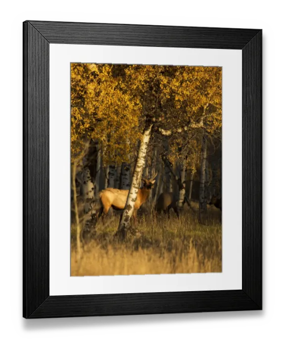 Framed Print : Hiding within