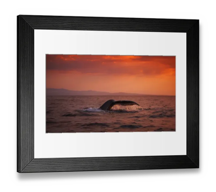 Framed Print : Humpback Whale Fluke Framed Print : Humpback Whale Fluke