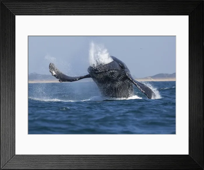 Framed Print : Humpback Whale Breaching