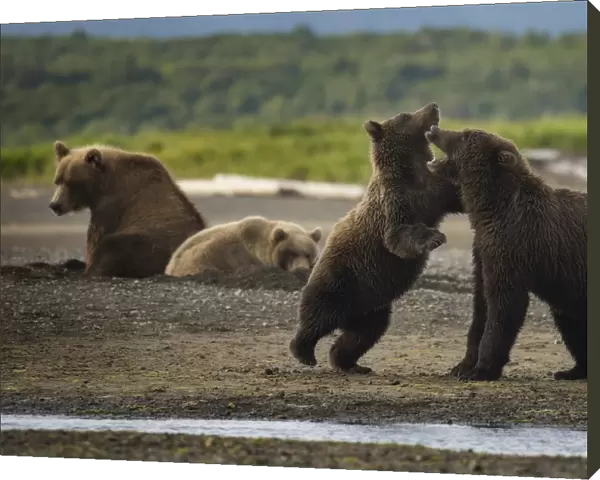 Bear hang out