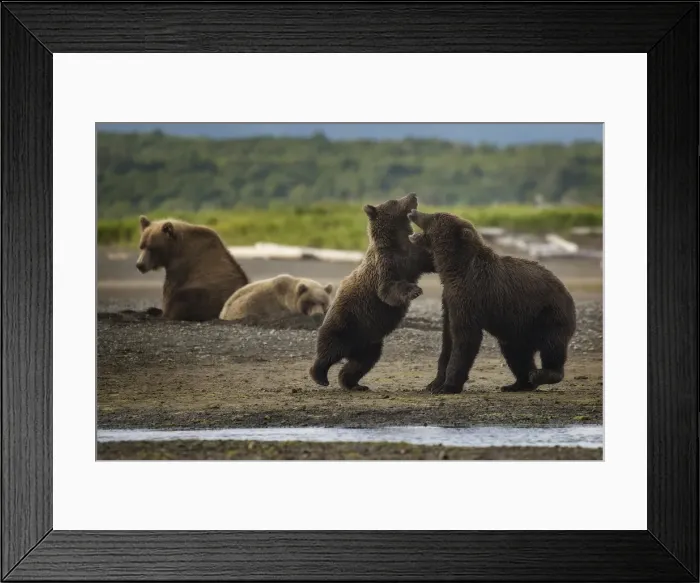 Framed Print : Bear hang out Framed Print : Bear hang out