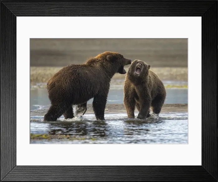 Framed Print : Snarling. Two coastal brown bears quarrel over a salmon fishing spot in Framed Print : Snarling. Two coastal brown bears quarrel over a salmon fishing spot in