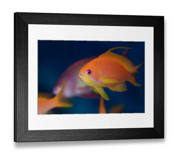 Framed Print : Fairy basslets Framed Print : Fairy basslets