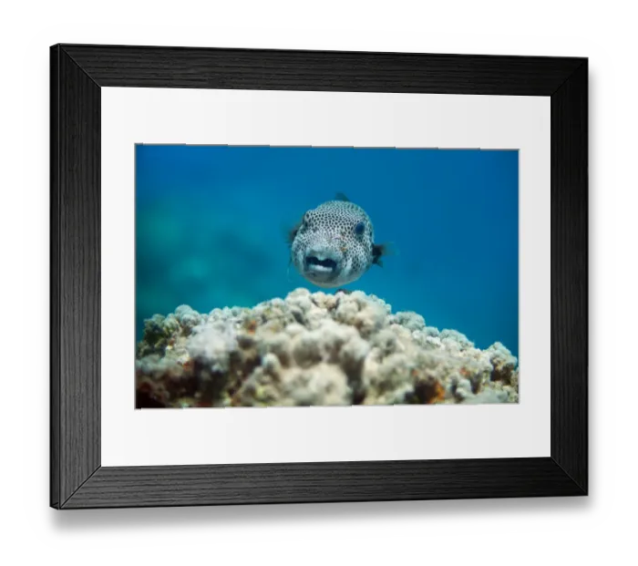 Framed Print : hooked one Framed Print : hooked one