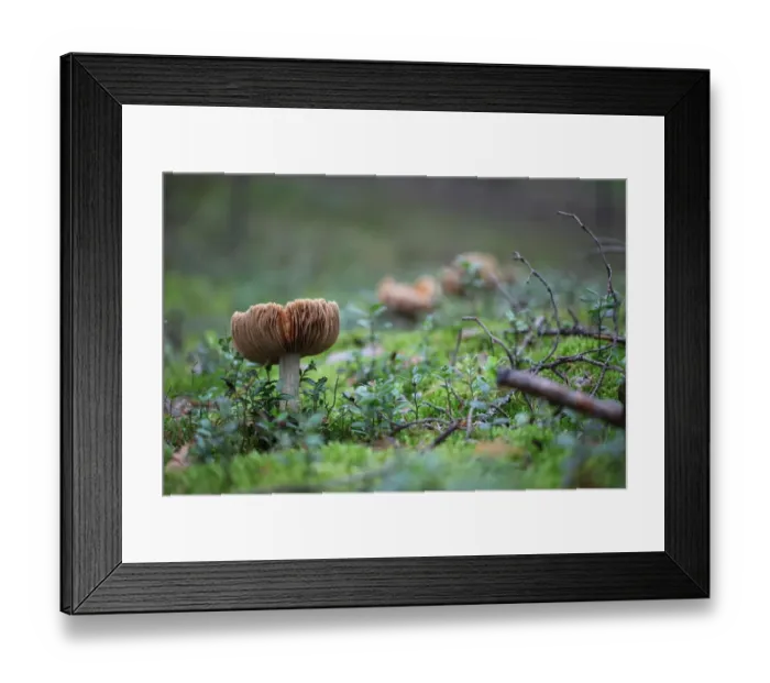 Framed Print : Mushrooms line Framed Print : Mushrooms line