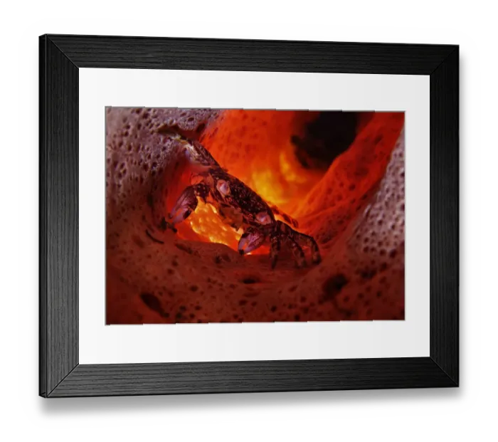 Framed Print : Nightmare. Lembeh strait. North Sulawesi Framed Print : Nightmare. Lembeh strait. North Sulawesi