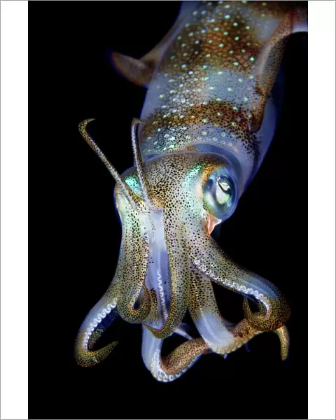 Sea Jewel. Reef squid portrait. Night dive. Underwater. Wildlife