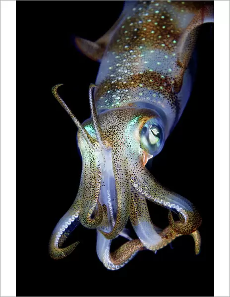 Sea Jewel. Reef squid portrait. Night dive. Underwater. Wildlife
