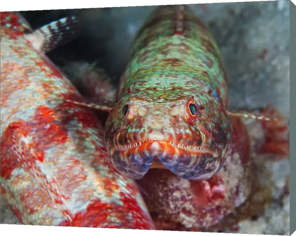 Lizard-fish portrait