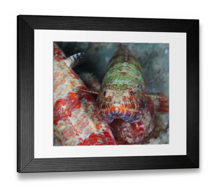 Framed Print : Lizard-fish portrait Framed Print : Lizard-fish portrait