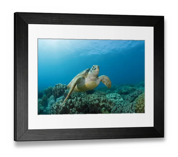 Framed Print : meeting. Sea turtle at coral reef. Face to face Framed Print : meeting. Sea turtle at coral reef. Face to face