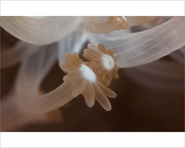 Palms. Soft coral tentacles. Underwater close-up