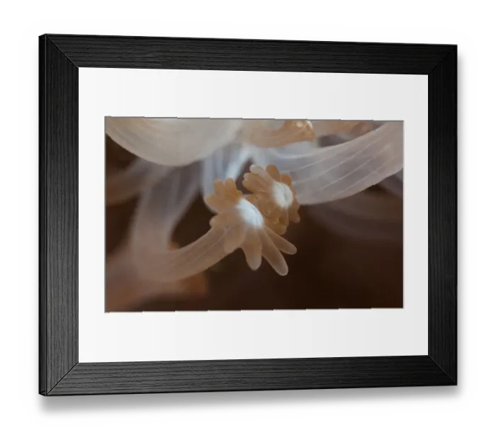 Framed Print : Palms. Soft coral tentacles. Underwater close-up