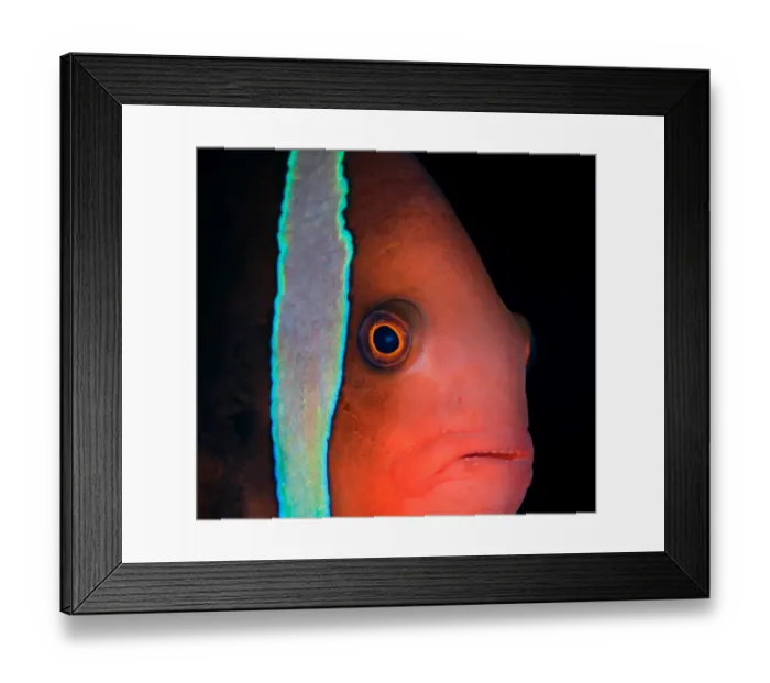 Framed Print : Red partrait