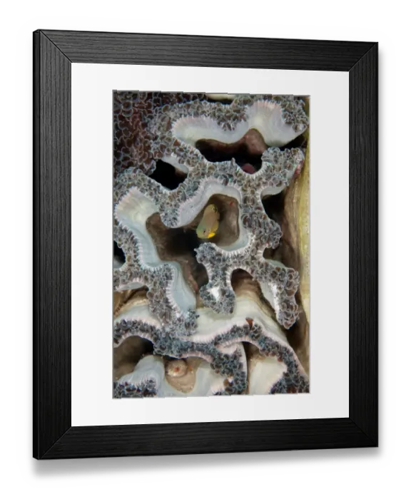 Framed Print : Coral maze Framed Print : Coral maze