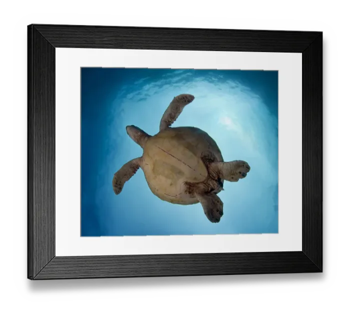 Framed Print : I can fly. Sipadan island sometimes named Turtle-island because of large Framed Print : I can fly. Sipadan island sometimes named Turtle-island because of large