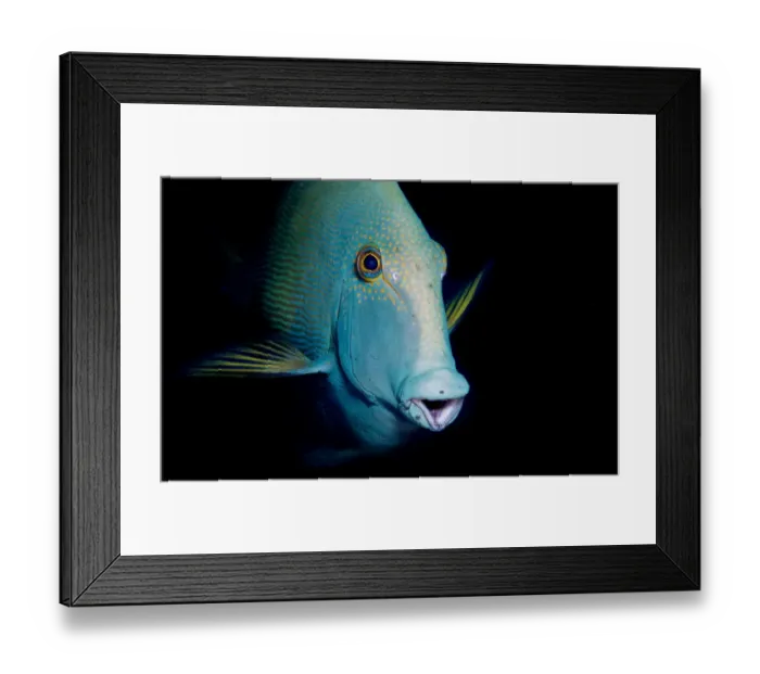 Framed Print : Ops. Fish portrait.Similan island Framed Print : Ops. Fish portrait.Similan island