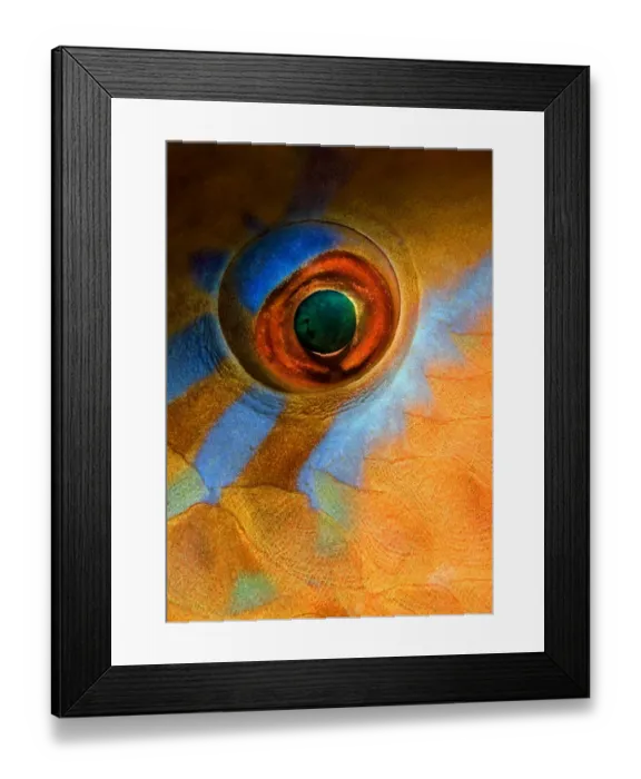 Framed Print : MakeUp. Mabul island. Night dive. Eye of parrot fish Framed Print : MakeUp. Mabul island. Night dive. Eye of parrot fish