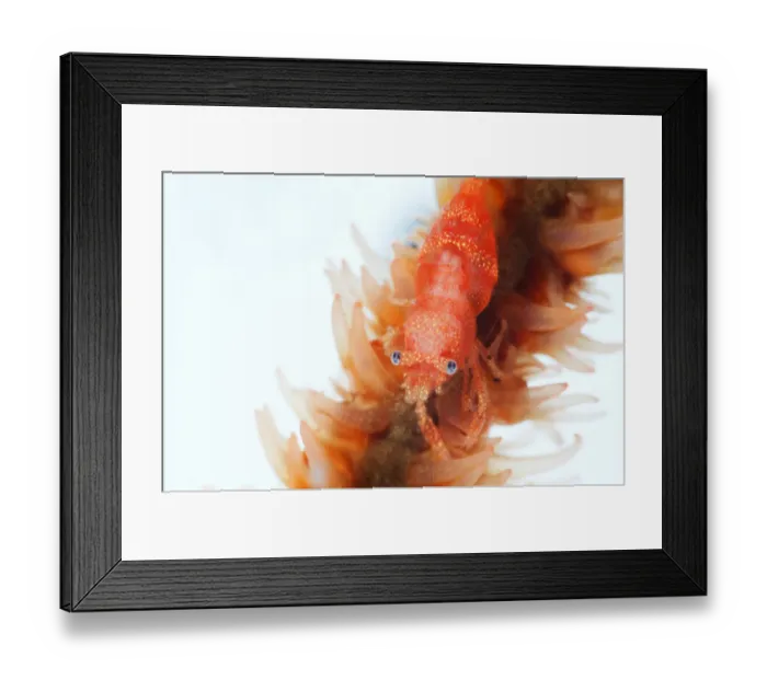 Framed Print : Red shrimp Framed Print : Red shrimp