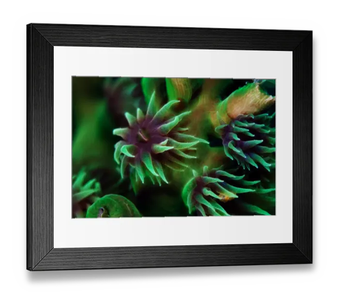 Framed Print : Wild flowers Framed Print : Wild flowers