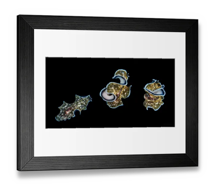 Framed Print : Night dance Framed Print : Night dance