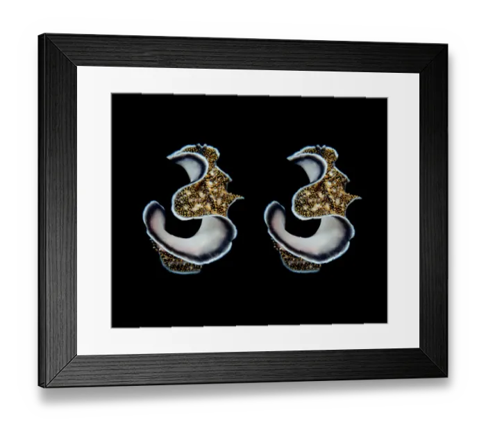Framed Print : Thirty tree Framed Print : Thirty tree