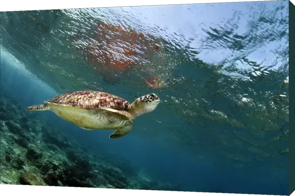Breath. Sea turtle and its need to breathing time to time
