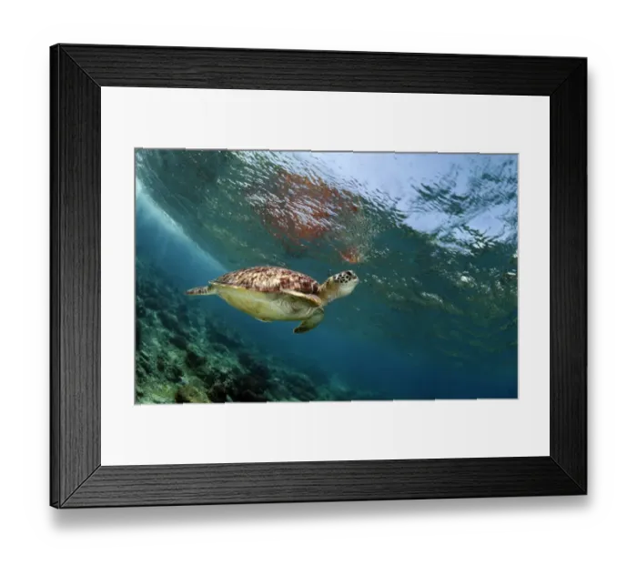 Framed Print : Breath. Sea turtle and its need to breathing time to time Framed Print : Breath. Sea turtle and its need to breathing time to time