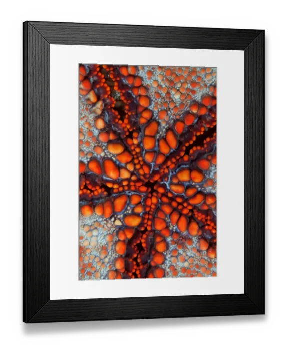 Framed Print : Sea star. Back side of sea star. Underwater close-up. Cambodia