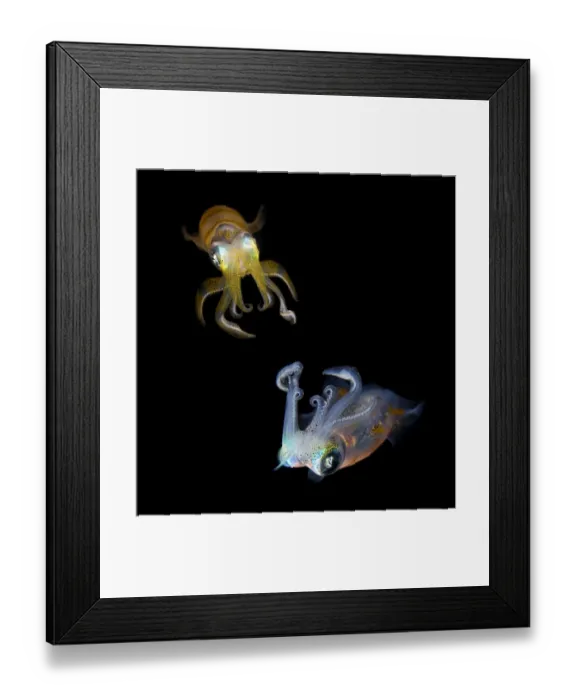 Framed Print : Sea jewels Framed Print : Sea jewels