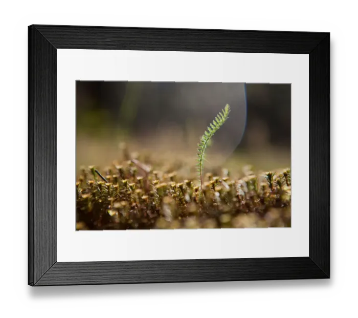 Framed Print : one in the meadow Framed Print : one in the meadow