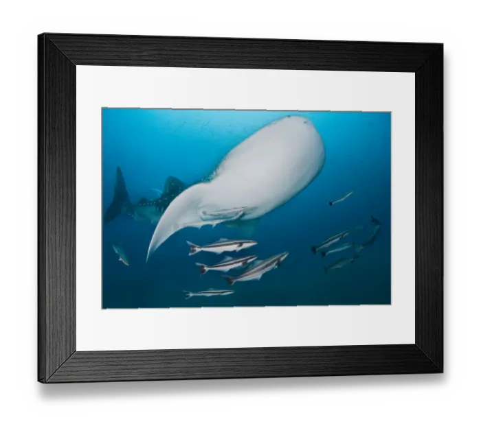 Framed Print : Bend. Whale sharks with a lot of satellites. Thailand Framed Print : Bend. Whale sharks with a lot of satellites. Thailand