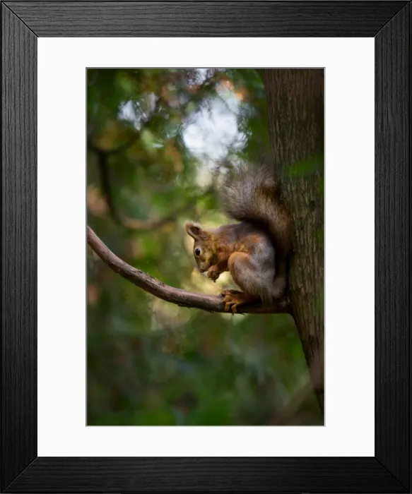 Framed Print : Late autumn squirrel Framed Print : Late autumn squirrel