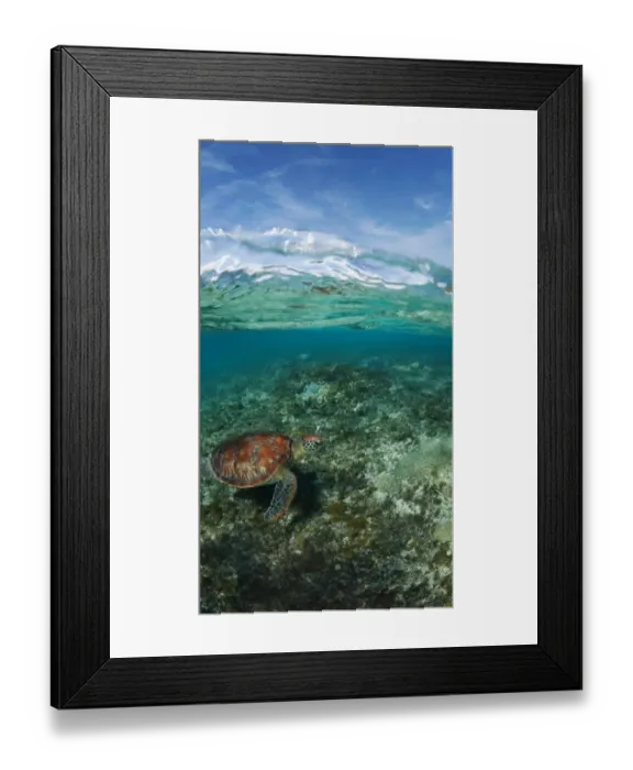 Framed Print : Alpine turtle Framed Print : Alpine turtle