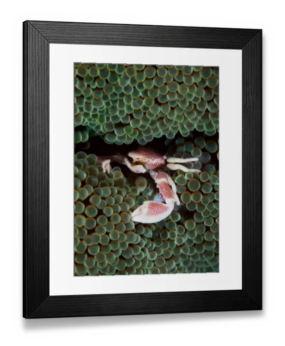 Framed Print : On Green. Proclein crab on green anemone. Underwater close-up Framed Print : On Green. Proclein crab on green anemone. Underwater close-up