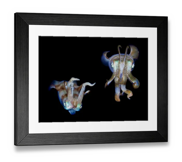 Framed Print : Sea jewels Framed Print : Sea jewels