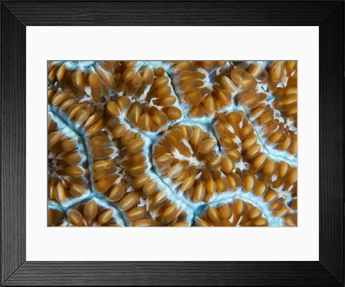 Framed Print : Art of corals Framed Print : Art of corals