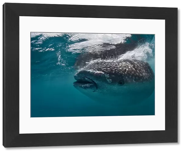 Whale shark portrait