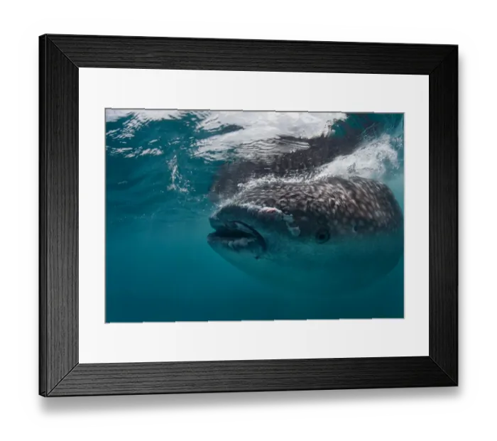 Framed Print : Whale shark portrait Framed Print : Whale shark portrait