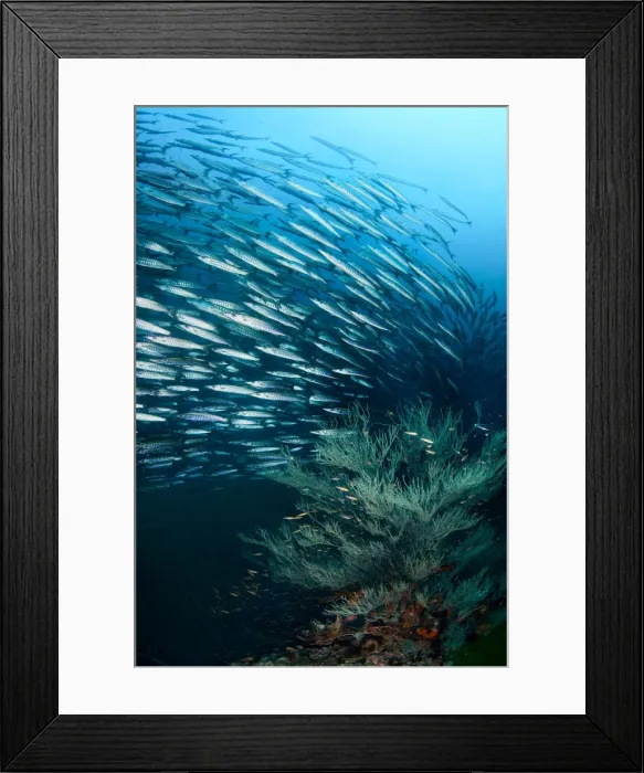 Framed Print : Vortex. School of barracudaThailand. Sail rock Framed Print : Vortex. School of barracudaThailand. Sail rock