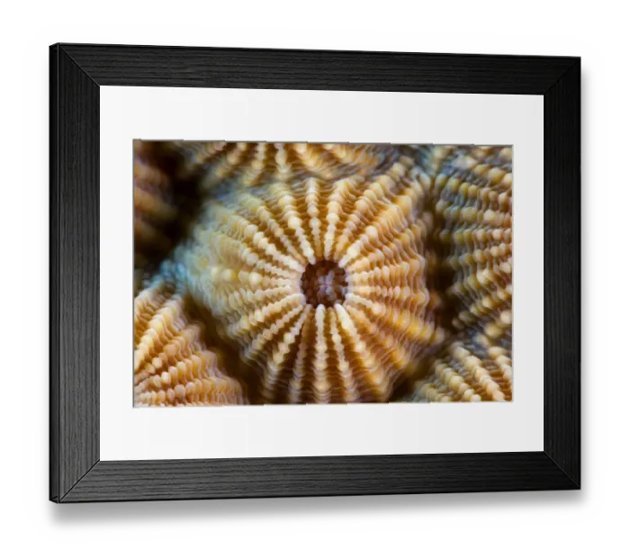 Framed Print : Alien form Framed Print : Alien form