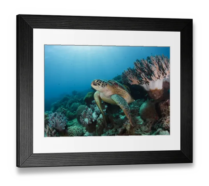 Framed Print : Reef life. Sea turtle at coral reef. Philippines. Apo island Framed Print : Reef life. Sea turtle at coral reef. Philippines. Apo island