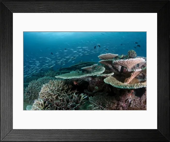 Framed Print : Reef scape Framed Print : Reef scape