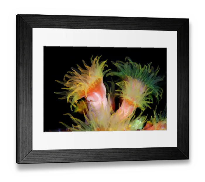 Framed Print : Wild flowers Framed Print : Wild flowers