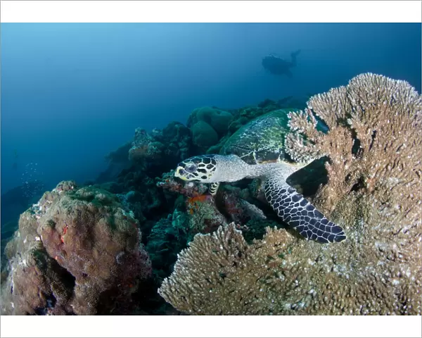 Wellcome. sea turtle at coral reef.Maldives diving.South Ari atoll