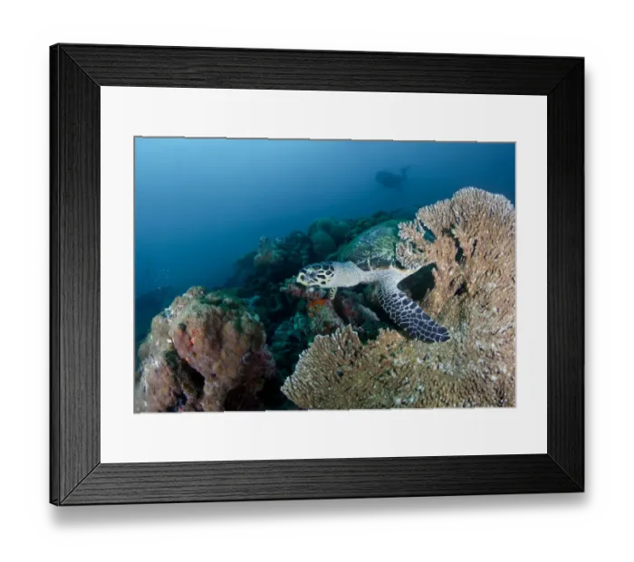 Framed Print : Wellcome. sea turtle at coral reef.Maldives diving.South Ari atoll Framed Print : Wellcome. sea turtle at coral reef.Maldives diving.South Ari atoll